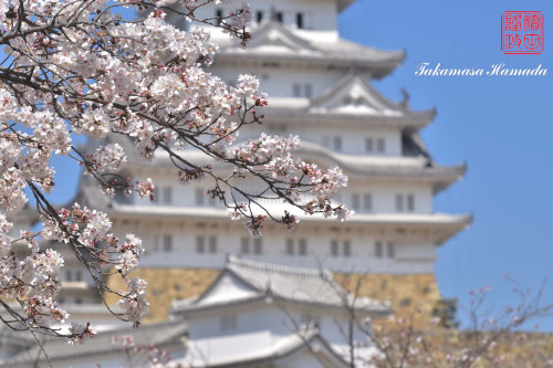 姫路桜№12